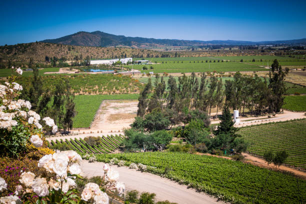 View with roses from Indomita winery in Casablanca valley,  Region de Valparaiso, Chile.