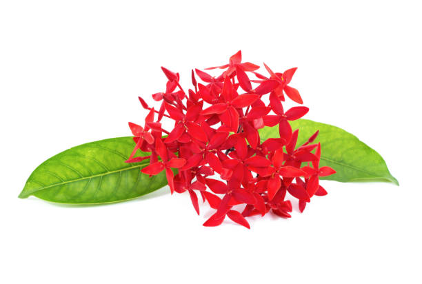 istock Red Ixora flowers isolated on white background 638407834