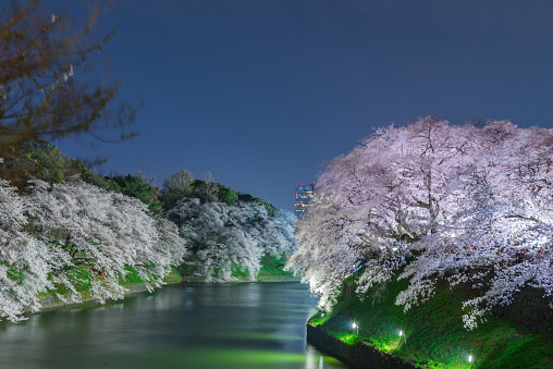 Nightscape view of Cherry blossoms in Tokyo, Japan