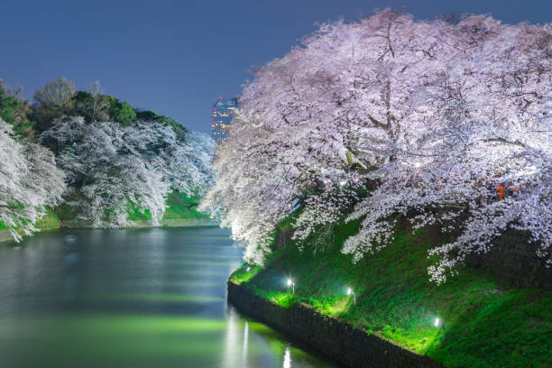 istock Cherry blossoms in Tokyo, Japan 638408676