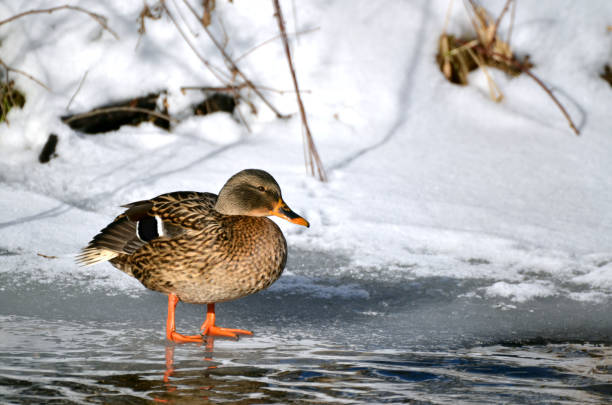 istock Wild duck (mallard) stands on ice in sunshine 638409296