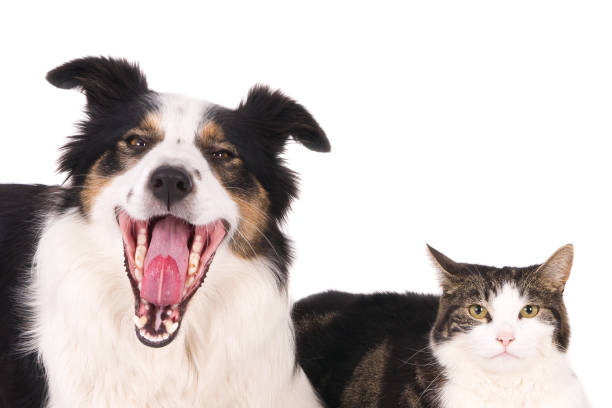 istock Looking dog with open mouth and looking cat 638409306