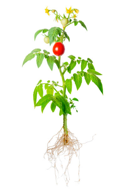 istock young seedling of fresh green and red tomatoes fruit 638409818