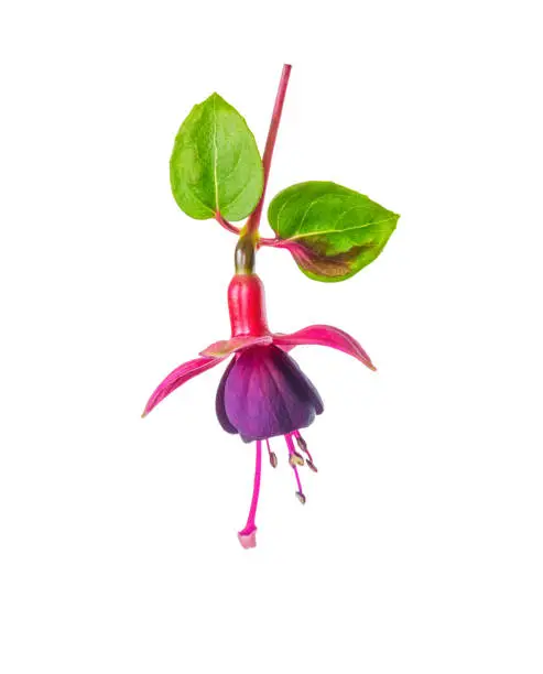 blooming beautiful flower in shades of red and purple fuchsia with leaves is isolated on white background, ` Huets Kwarts`, close up