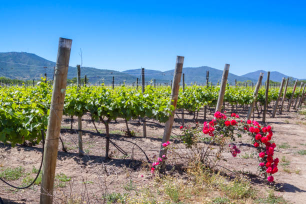 View from the winery with the roses, Casablanca, Chile View with roses from Indomita winery in Casablanca valley,  Region de Valparaiso, Chile. rose valley stock pictures, royalty-free photos & images