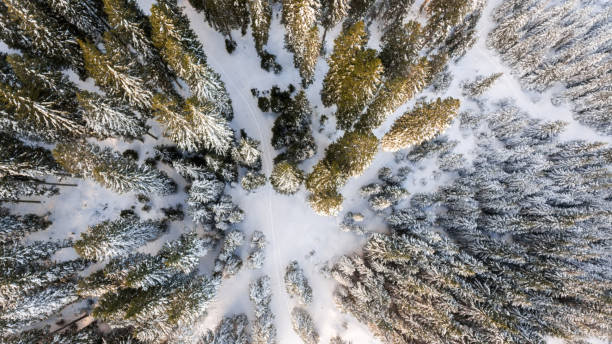 istock Aerial view of winter forest. 638412008