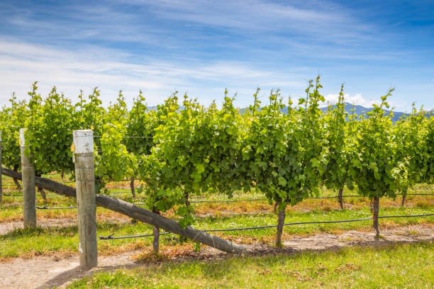 piękny widok na zieloną winnicę w okolicy marlborough, nowa zelandia - marlborough region zdjęcia i obrazy z banku zdjęć