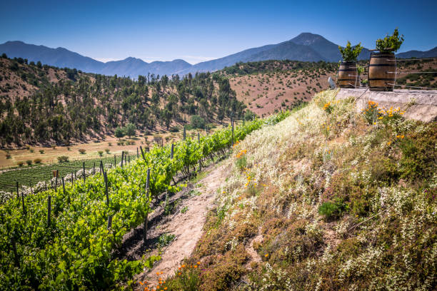 View from Indomita winery in Casablanca valley,  Region de Valparaiso, Chile.