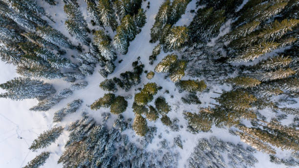 istock Aerial view of winter forest. 638412162