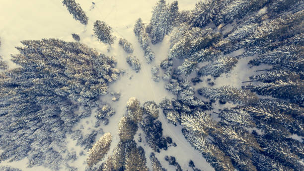istock Aerial view of winter forest. 638412236