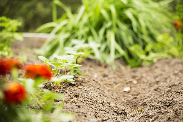 istock Strawberry seedlings in home vegetable garden. 638413930