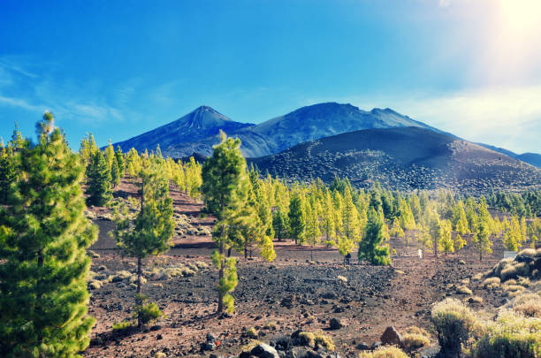 vulkan el teide, nationalpark teneriffa. - el teide national park stock-fotos und bilder