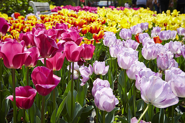 istock Tulip flower garden 638414362