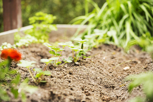 istock Strawberry seedlings in home vegetable garden. 638417816