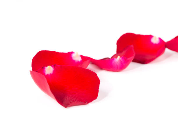 istock The closeup of red rose petals 638418086