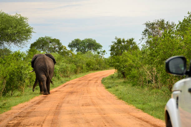 istock Give the elephant the road 638419650