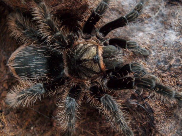 istock Black curly hair tarantula 638420166