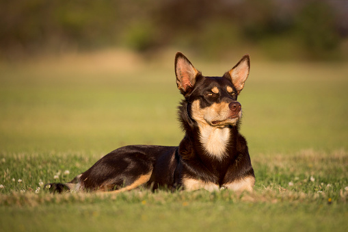 A red and tan Australian Kelpie female laying down in a natural setting in late afternoon light looking front on.