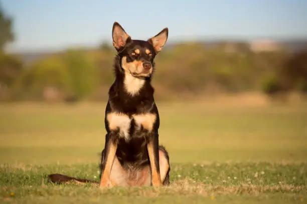 A red and tan Australian Kelpie female sitting in a natural setting in late afternoon light looking front on.