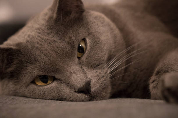 istock Close Up of a chartreux cat 638420778