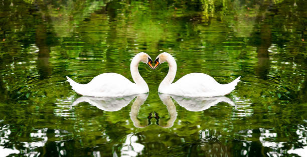 istock Two swans on a lake surrounded by trees. 638422688