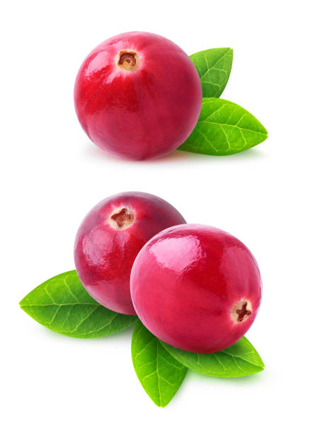 Isolated cranberries Isolated cranberries. Two images of cranberry fruits with leaves isolated on white background with clipping path bearberry stock pictures, royalty-free photos & images