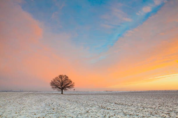 istock Lonely tree on the field in the frosty morning. 638423006