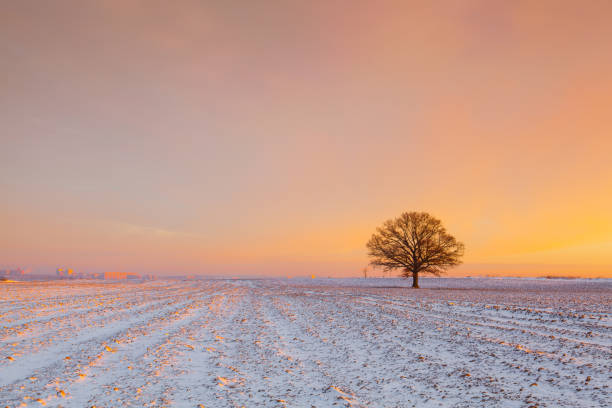 istock Lonely tree on the field in the frosty morning. 638423082