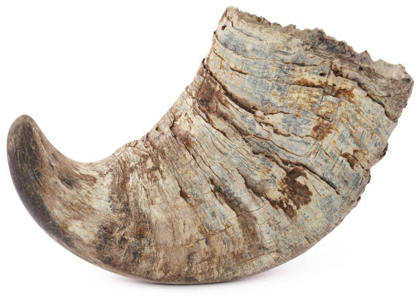 istock Horn of Water buffalo 638423280
