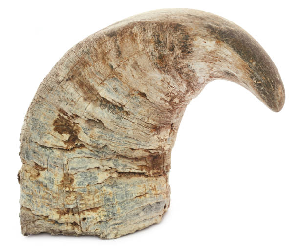 istock Horn of Water buffalo 638423302