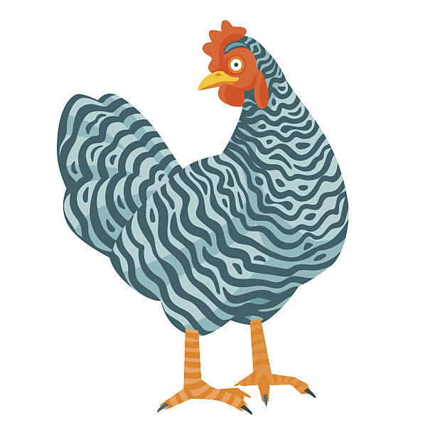 ilustraciones, imágenes clip art, dibujos animados e iconos de stock de pollo moteado divertido ilustración vectorial - plymouth rock