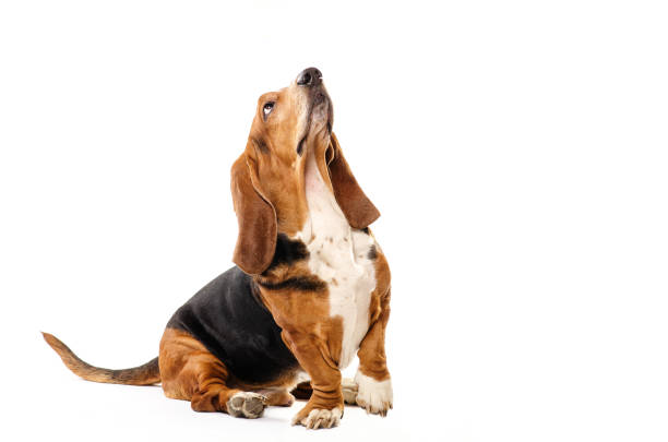 istock Basset Hound dog sitting on the white background. 638426810