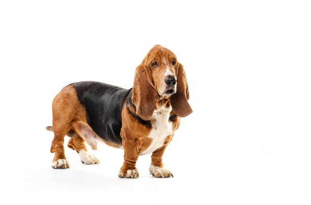 istock Basset Hound dog isolated on the white background 638426840