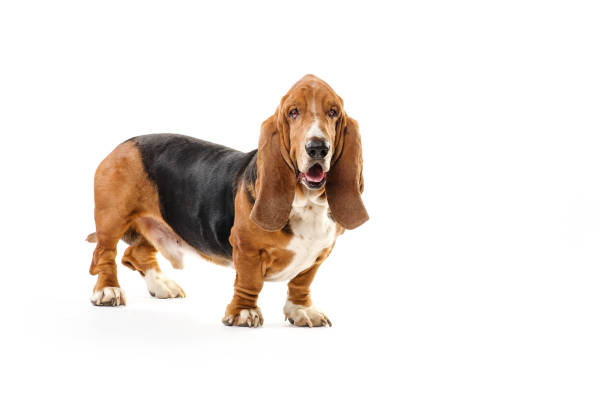 istock Basset Hound dog isolated on the white background 638426868