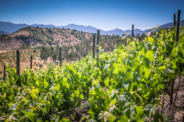 View of the winery in Chile, Casablanca valley View from Indomita winery in Casablanca valley,  Region de Valparaiso, Chile. chilean wine stock pictures, royalty-free photos & images