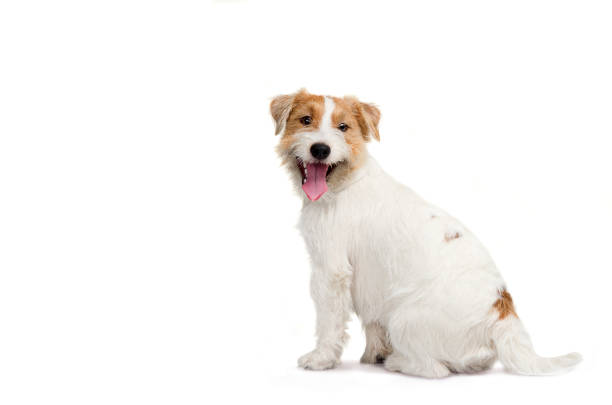 istock Young dog Jack Russell terrieron the white background. 638428342