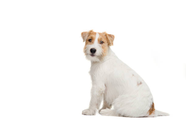 istock Young dog Jack Russell terrier sitting on the white background 638428400