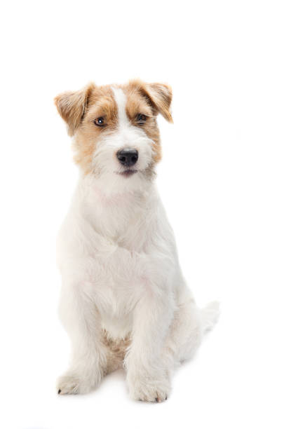istock Young dog Jack Russell terrieron the white background 638428702