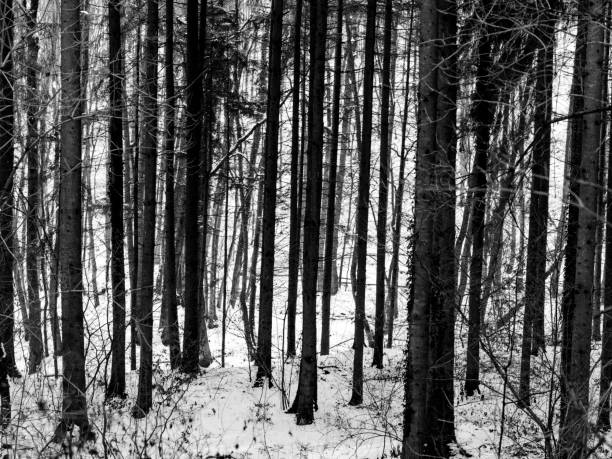 Monochrome photograph of Alaska winter scene, white birch trees in snow