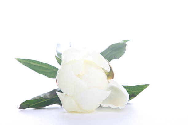 istock Beautiful peony with leaves 638429130