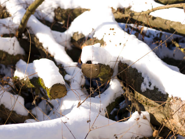 snow and ice and winter textures and backgrounds