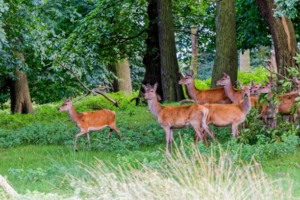 istock deer in woodland 638433702