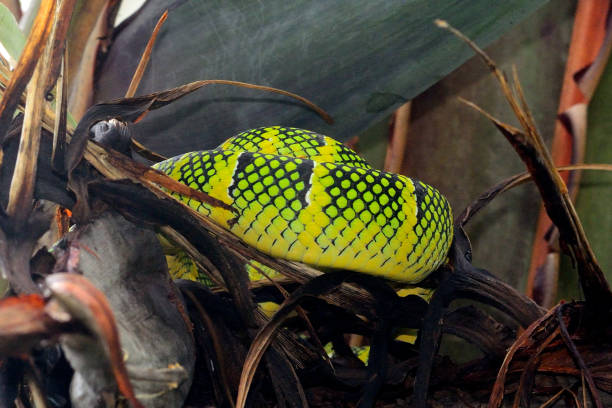 istock Wagler's pitviper, Penang, Malaysia 638433906
