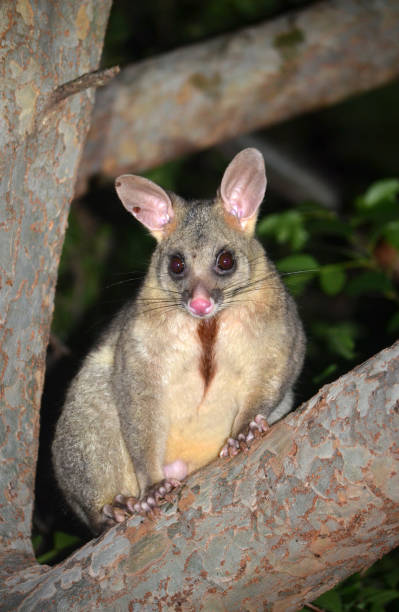 istock Australian Brushtail possum, Trichosurus vulpecula, 638434148