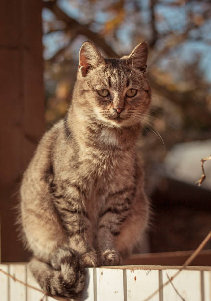 istock Young cat sitting on wooden surface, looking at camera 638434180