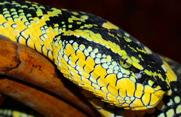 istock Wagler's pitviper, Penang, Malaysia 638434288