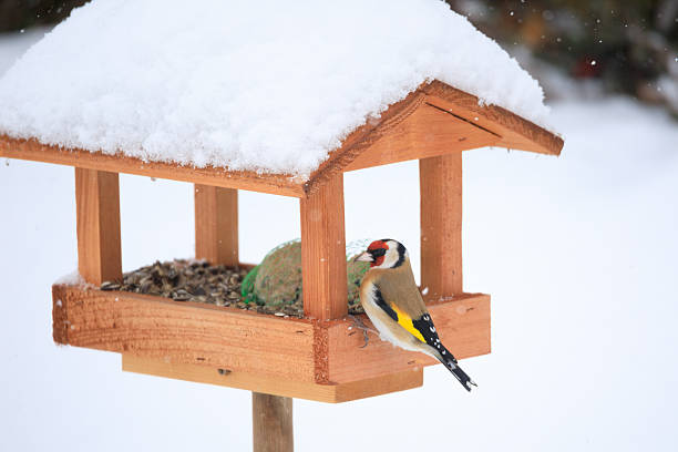 istock European goldfinch in simple bird feeder 638434314