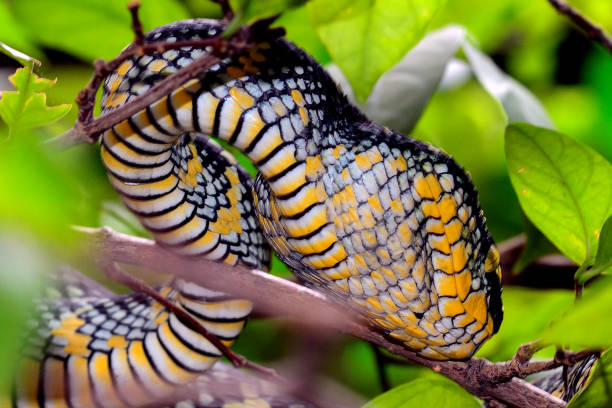 istock Wagler's pitviper, Penang, Malaysia 638434388