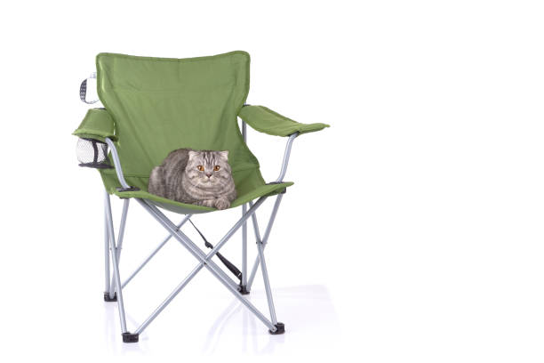 Cat sitting on tourist portable armchair isolated on white