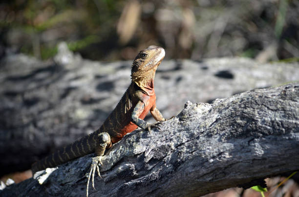 istock Male Australian Eastern Water Dragon 638434514
